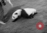 Image of Giant Panda Chi Chi Frankfurt Germany, 1958, second 31 stock footage video 65675055655
