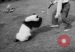 Image of Giant Panda Chi Chi Frankfurt Germany, 1958, second 33 stock footage video 65675055655