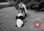 Image of Giant Panda Chi Chi Frankfurt Germany, 1958, second 35 stock footage video 65675055655