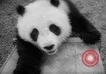 Image of Giant Panda Chi Chi Frankfurt Germany, 1958, second 36 stock footage video 65675055655