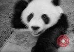 Image of Giant Panda Chi Chi Frankfurt Germany, 1958, second 37 stock footage video 65675055655