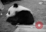 Image of Giant Panda Chi Chi Frankfurt Germany, 1958, second 38 stock footage video 65675055655