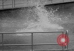 Image of diving stunts New York United States USA, 1958, second 20 stock footage video 65675055657