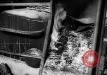 Immagine di Infuriano gli incendi forestali Malibu California USA, 1958, secondo 52 filmato di repertorio 65675055665