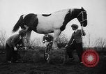 Standbild Mädchen Holland Niederlande, 1954, aus Sekunde 14 historischem Filmmaterial Videoclip 65675055708