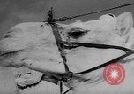 Image of Camel Corps Algeria, 1957, second 35 stock footage video 65675055742