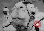 Image of Camel Corps Algeria, 1957, second 36 stock footage video 65675055742