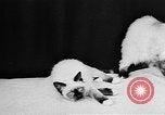 Standbild Cat anzeigen Frankreich, 1958, aus Sekunde 3 historischem Filmmaterial Videoclip 65675055750