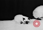 Standbild Cat anzeigen Frankreich, 1958, aus Sekunde 4 historischem Filmmaterial Videoclip 65675055750