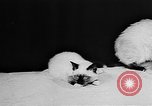 Standbild Cat anzeigen Frankreich, 1958, aus Sekunde 5 historischem Filmmaterial Videoclip 65675055750