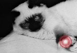 Standbild Cat anzeigen Frankreich, 1958, aus Sekunde 6 historischem Filmmaterial Videoclip 65675055750