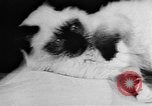 Standbild Cat anzeigen Frankreich, 1958, aus Sekunde 7 historischem Filmmaterial Videoclip 65675055750
