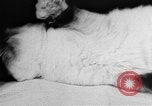 Standbild Cat anzeigen Frankreich, 1958, aus Sekunde 8 historischem Filmmaterial Videoclip 65675055750