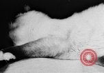Standbild Cat anzeigen Frankreich, 1958, aus Sekunde 9 historischem Filmmaterial Videoclip 65675055750
