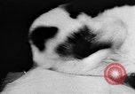 Standbild Cat anzeigen Frankreich, 1958, aus Sekunde 10 historischem Filmmaterial Videoclip 65675055750