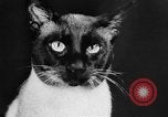 Standbild Cat anzeigen Frankreich, 1958, aus Sekunde 11 historischem Filmmaterial Videoclip 65675055750