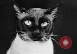 Standbild Cat anzeigen Frankreich, 1958, aus Sekunde 12 historischem Filmmaterial Videoclip 65675055750