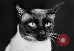 Standbild Cat anzeigen Frankreich, 1958, aus Sekunde 13 historischem Filmmaterial Videoclip 65675055750