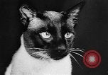 Standbild Cat anzeigen Frankreich, 1958, aus Sekunde 14 historischem Filmmaterial Videoclip 65675055750