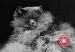 Standbild Cat anzeigen Frankreich, 1958, aus Sekunde 15 historischem Filmmaterial Videoclip 65675055750