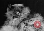 Standbild Cat anzeigen Frankreich, 1958, aus Sekunde 16 historischem Filmmaterial Videoclip 65675055750