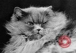 Standbild Cat anzeigen Frankreich, 1958, aus Sekunde 17 historischem Filmmaterial Videoclip 65675055750