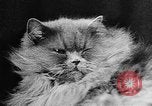 Standbild Cat anzeigen Frankreich, 1958, aus Sekunde 18 historischem Filmmaterial Videoclip 65675055750