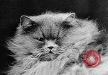 Standbild Cat anzeigen Frankreich, 1958, aus Sekunde 19 historischem Filmmaterial Videoclip 65675055750