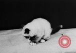 Standbild Cat anzeigen Frankreich, 1958, aus Sekunde 20 historischem Filmmaterial Videoclip 65675055750