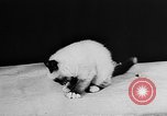 Standbild Cat anzeigen Frankreich, 1958, aus Sekunde 21 historischem Filmmaterial Videoclip 65675055750