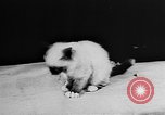 Standbild Cat anzeigen Frankreich, 1958, aus Sekunde 22 historischem Filmmaterial Videoclip 65675055750