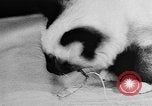 Standbild Cat anzeigen Frankreich, 1958, aus Sekunde 23 historischem Filmmaterial Videoclip 65675055750