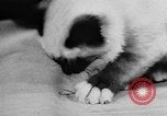 Standbild Cat anzeigen Frankreich, 1958, aus Sekunde 24 historischem Filmmaterial Videoclip 65675055750