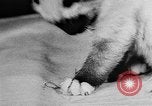 Standbild Cat anzeigen Frankreich, 1958, aus Sekunde 25 historischem Filmmaterial Videoclip 65675055750