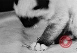 Standbild Cat anzeigen Frankreich, 1958, aus Sekunde 26 historischem Filmmaterial Videoclip 65675055750