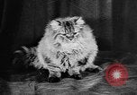 Standbild Cat anzeigen Frankreich, 1958, aus Sekunde 27 historischem Filmmaterial Videoclip 65675055750