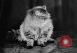 Standbild Cat anzeigen Frankreich, 1958, aus Sekunde 28 historischem Filmmaterial Videoclip 65675055750