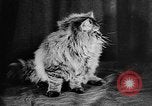 Standbild Cat anzeigen Frankreich, 1958, aus Sekunde 29 historischem Filmmaterial Videoclip 65675055750