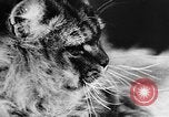 Standbild Cat anzeigen Frankreich, 1958, aus Sekunde 30 historischem Filmmaterial Videoclip 65675055750