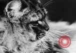 Standbild Cat anzeigen Frankreich, 1958, aus Sekunde 31 historischem Filmmaterial Videoclip 65675055750