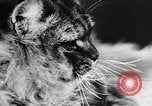 Standbild Cat anzeigen Frankreich, 1958, aus Sekunde 32 historischem Filmmaterial Videoclip 65675055750