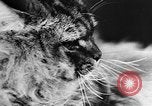 Standbild Cat anzeigen Frankreich, 1958, aus Sekunde 33 historischem Filmmaterial Videoclip 65675055750
