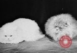 Standbild Cat anzeigen Frankreich, 1958, aus Sekunde 34 historischem Filmmaterial Videoclip 65675055750