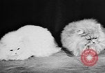 Standbild Cat anzeigen Frankreich, 1958, aus Sekunde 35 historischem Filmmaterial Videoclip 65675055750