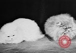 Standbild Cat anzeigen Frankreich, 1958, aus Sekunde 36 historischem Filmmaterial Videoclip 65675055750