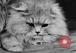 Standbild Cat anzeigen Frankreich, 1958, aus Sekunde 37 historischem Filmmaterial Videoclip 65675055750