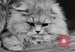 Standbild Cat anzeigen Frankreich, 1958, aus Sekunde 38 historischem Filmmaterial Videoclip 65675055750