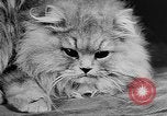 Standbild Cat anzeigen Frankreich, 1958, aus Sekunde 39 historischem Filmmaterial Videoclip 65675055750