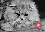 Standbild Cat anzeigen Frankreich, 1958, aus Sekunde 40 historischem Filmmaterial Videoclip 65675055750