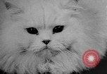 Standbild Cat anzeigen Frankreich, 1958, aus Sekunde 41 historischem Filmmaterial Videoclip 65675055750
